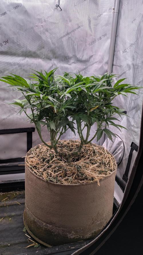 Paloma Night. Week 9