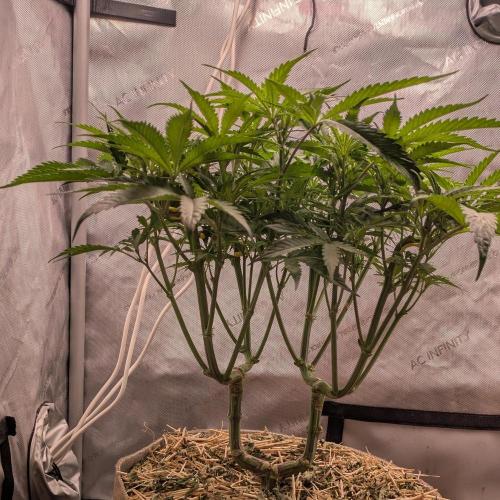 Paloma Night. Week 9