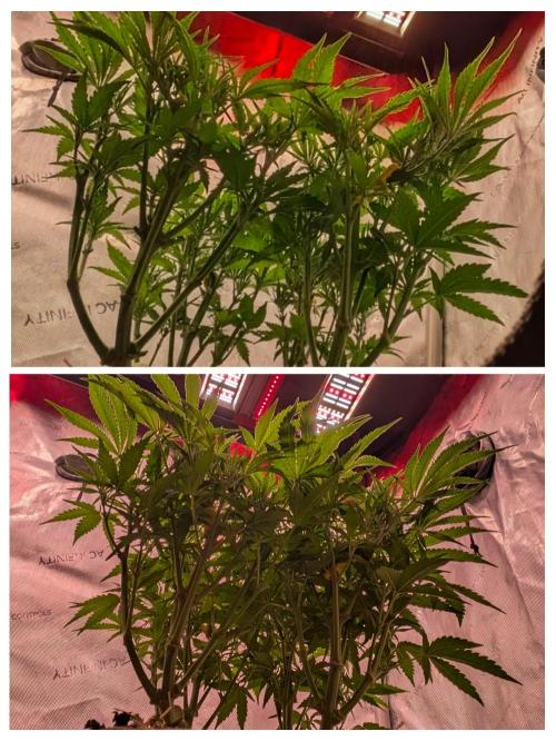 Paloma Night. Week 9