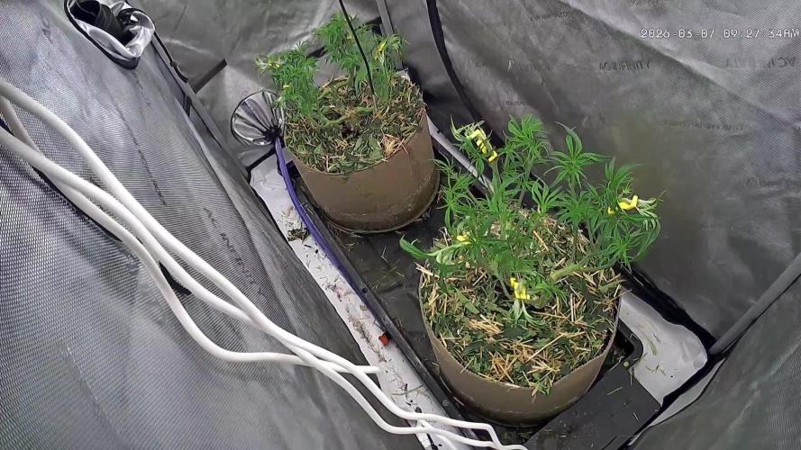 Paloma Night/Growers Love Genetics