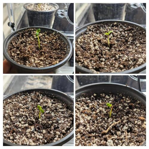 Paloma Go-Time/Growers Love Genetics. Week 0