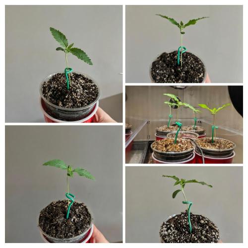 Paloma Go-Time/Growers Love Genetics. Week 0