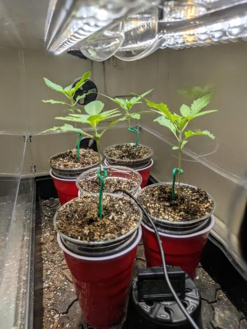 Paloma Go-Time/Growers Love Genetics. Week 0