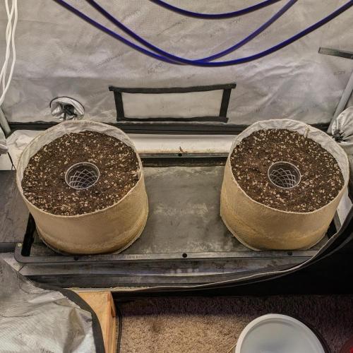 Paloma Go-Time/Growers Love Genetics. Week 1