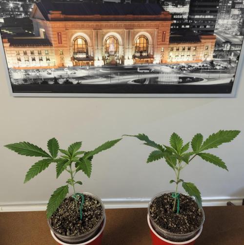 Paloma Go-Time/Growers Love Genetics. Week 1