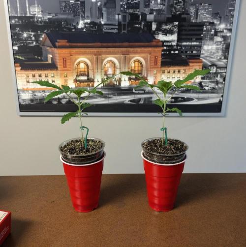 Paloma Go-Time/Growers Love Genetics. Week 1