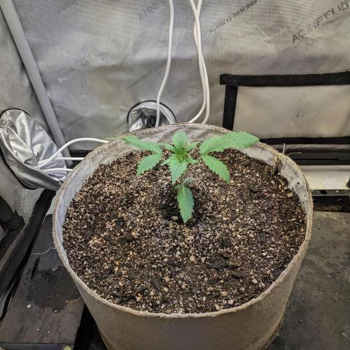 Paloma Go-Time/Growers Love Genetics. Week 1
