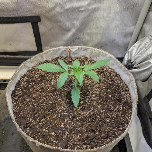 Paloma Go-Time/Growers Love Genetics. Week 1