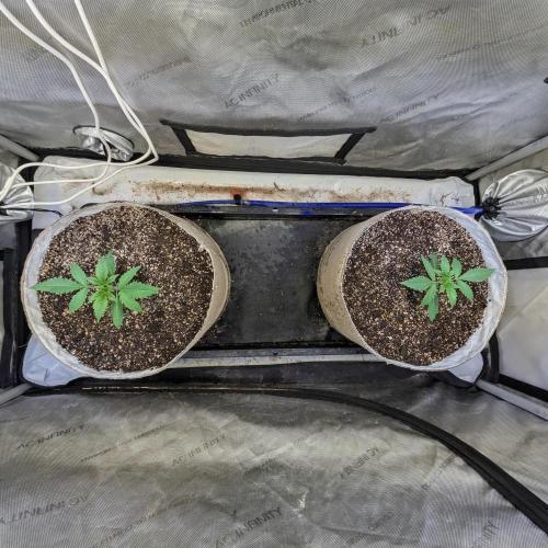 Paloma Go-Time/Growers Love Genetics. Week 1