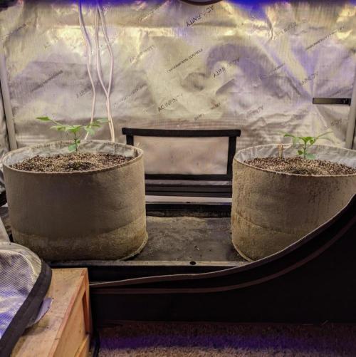 Paloma Go-Time/Growers Love Genetics. Week 1