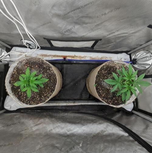 Paloma Go-Time/Growers Love Genetics. Week 2