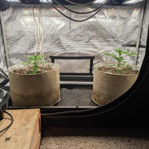 Paloma Go-Time/Growers Love Genetics. Week 2