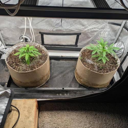 Paloma Go-Time/Growers Love Genetics. Week 2