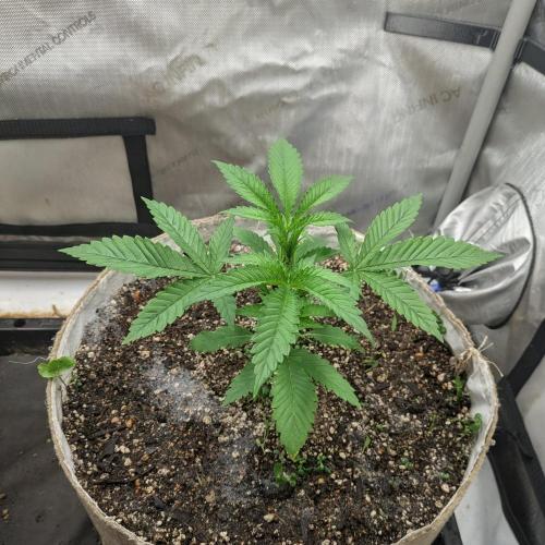 Paloma Go-Time/Growers Love Genetics. Week 2