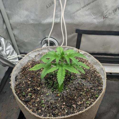 Paloma Go-Time/Growers Love Genetics. Week 2