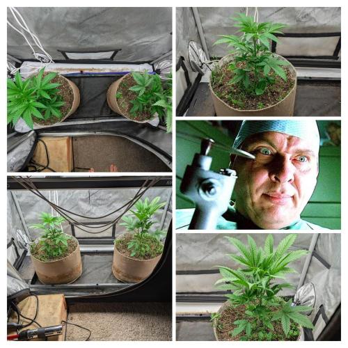 Paloma Go-Time/Growers Love Genetics. Week 3