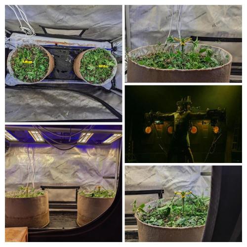 Paloma Go-Time/Growers Love Genetics. Week 3