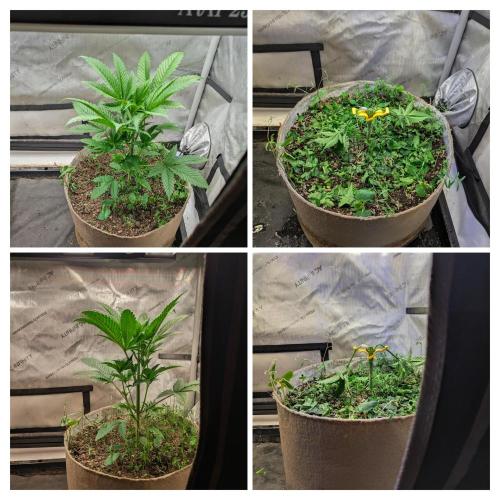 Paloma Go-Time/Growers Love Genetics. Week 3