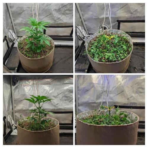 Paloma Go-Time/Growers Love Genetics. Week 3