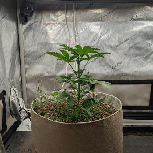 Paloma Go-Time/Growers Love Genetics. Week 3