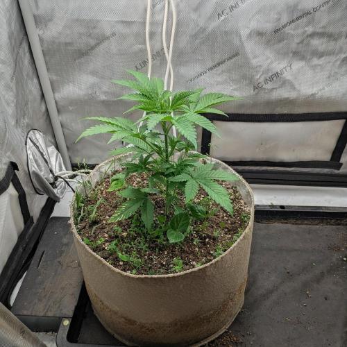 Paloma Go-Time/Growers Love Genetics. Week 3