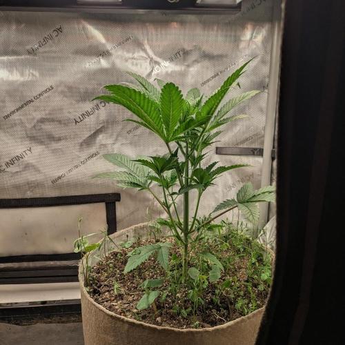 Paloma Go-Time/Growers Love Genetics. Week 3