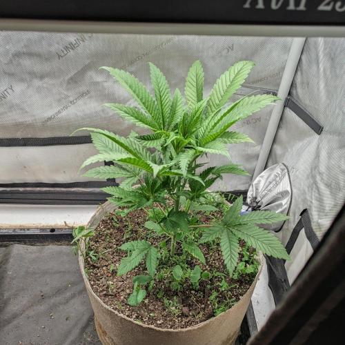 Paloma Go-Time/Growers Love Genetics. Week 3