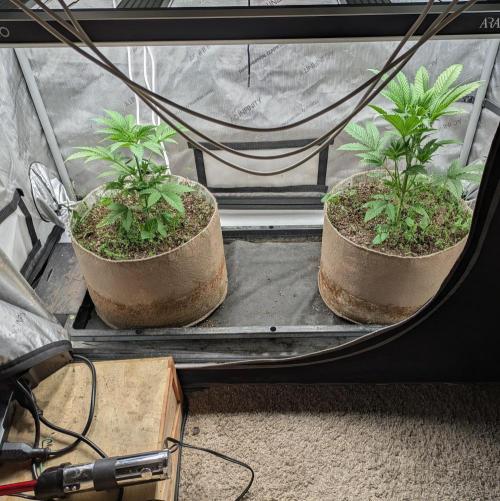 Paloma Go-Time/Growers Love Genetics. Week 3