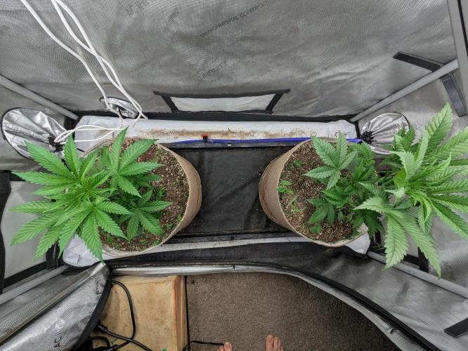 Paloma Go-Time/Growers Love Genetics. Week 3