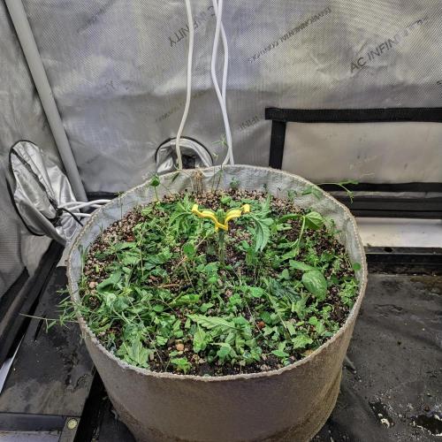 Paloma Go-Time/Growers Love Genetics. Week 3