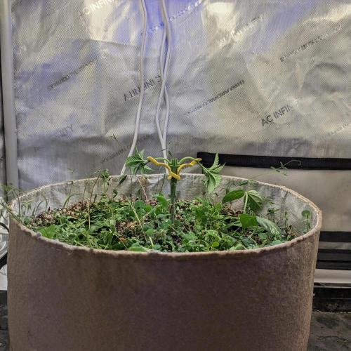 Paloma Go-Time/Growers Love Genetics. Week 3