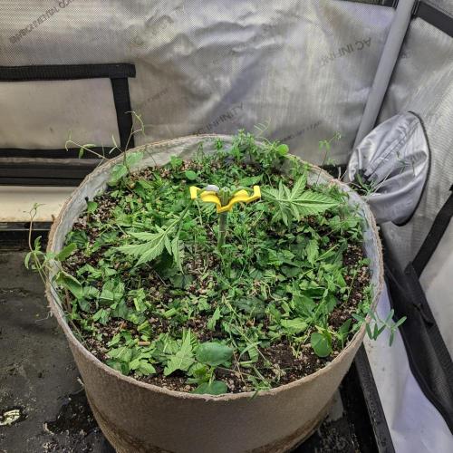 Paloma Go-Time/Growers Love Genetics. Week 3