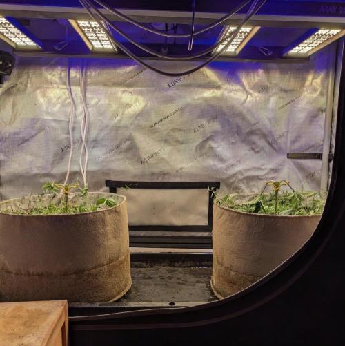 Paloma Go-Time/Growers Love Genetics. Week 3