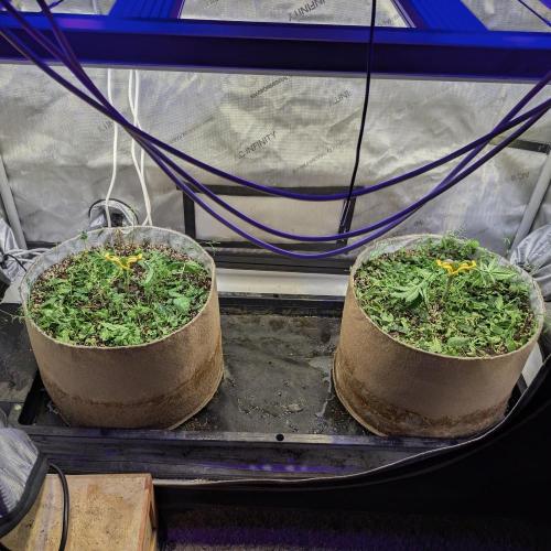 Paloma Go-Time/Growers Love Genetics. Week 3