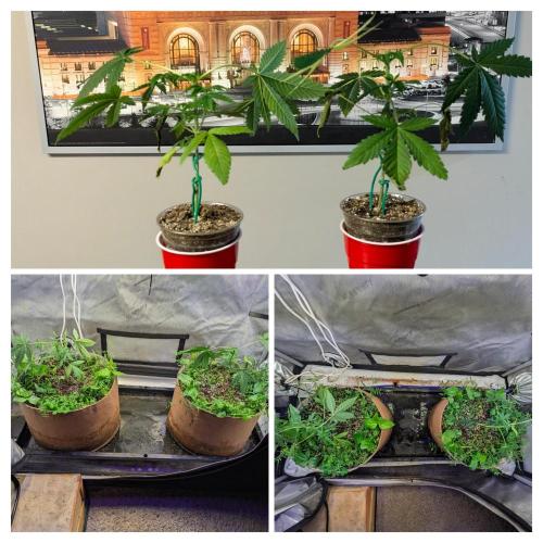 Paloma Go-Time/Growers Love Genetics. Week 4