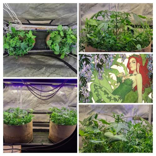 Paloma Go-Time/Growers Love Genetics. Week 4