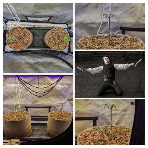 Paloma Go-Time/Growers Love Genetics. Week 4