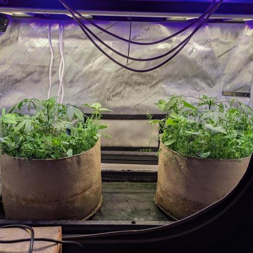 Paloma Go-Time/Growers Love Genetics. Week 4