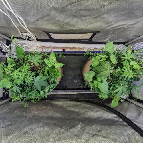 Paloma Go-Time/Growers Love Genetics. Week 4