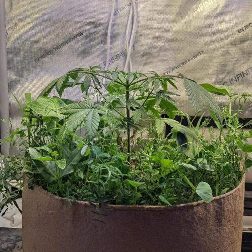 Paloma Go-Time/Growers Love Genetics. Week 4