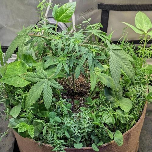 Paloma Go-Time/Growers Love Genetics. Week 4