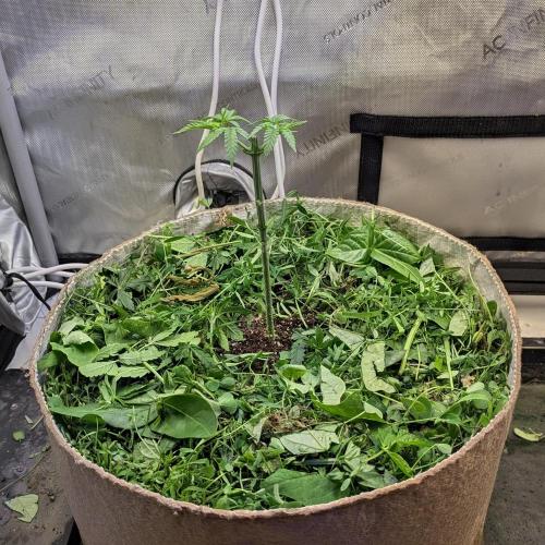 Paloma Go-Time/Growers Love Genetics. Week 4