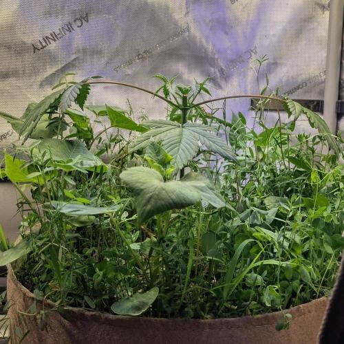 Paloma Go-Time/Growers Love Genetics. Week 4
