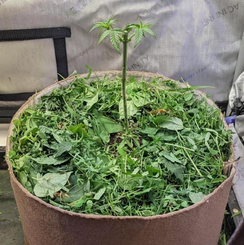 Paloma Go-Time/Growers Love Genetics. Week 4
