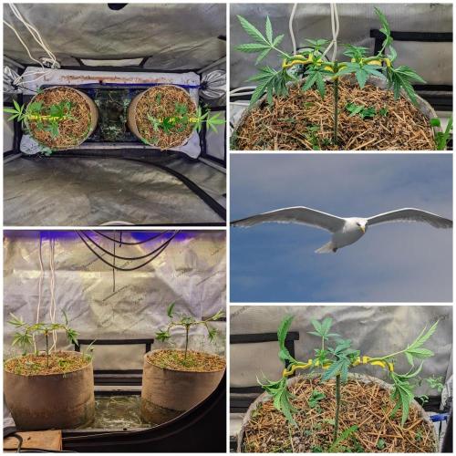 Paloma Go-Time/Growers Love Genetics. Week 5