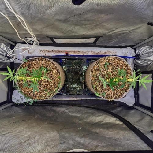 Paloma Go-Time/Growers Love Genetics. Week 5