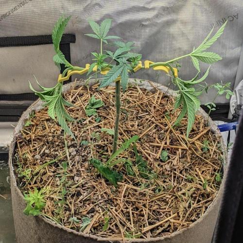Paloma Go-Time/Growers Love Genetics. Week 5