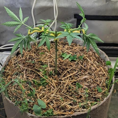 Paloma Go-Time/Growers Love Genetics. Week 5