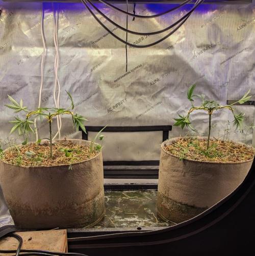 Paloma Go-Time/Growers Love Genetics. Week 5