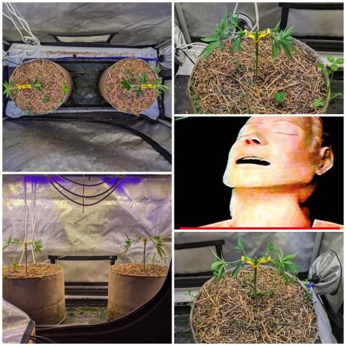 Paloma Go-Time/Growers Love Genetics. Week 5